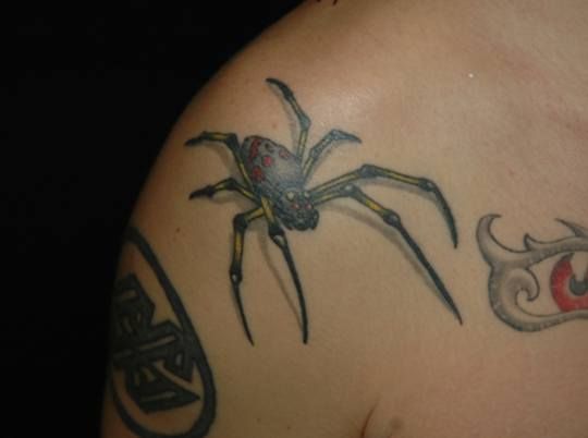 肩,蜘蛛,カラータトゥー/刺青デザイン画像