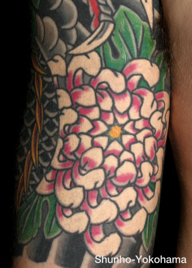 腕,フラワー,菊,カラータトゥー/刺青デザイン画像