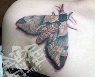 肩,胸,鎖骨,昆虫,虫,蛾,ブラック＆グレイ,カラータトゥー/刺青デザイン画像
