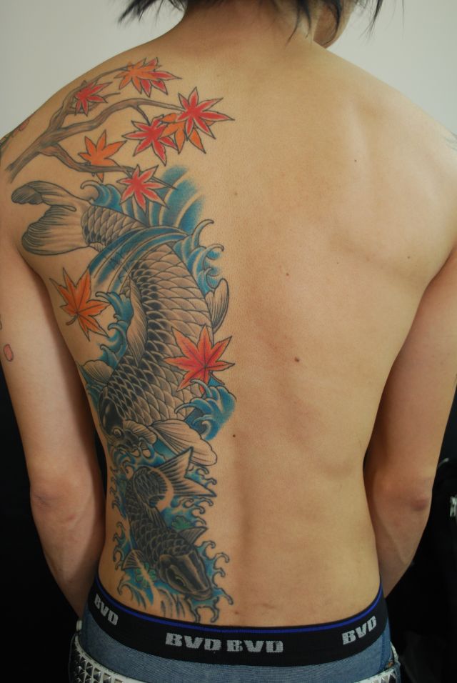 背中,鯉,のぼり鯉,カラータトゥー/刺青デザイン画像