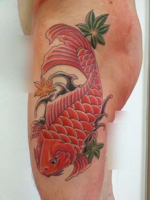 鯉,紅葉,カラータトゥー/刺青デザイン画像