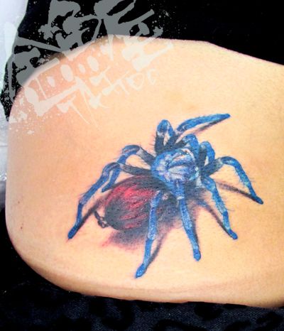 腹,蜘蛛,カラータトゥー/刺青デザイン画像