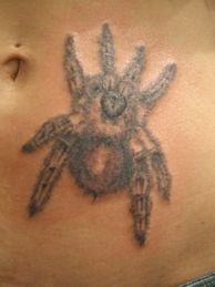 蜘蛛,トライバルタトゥー/刺青デザイン画像