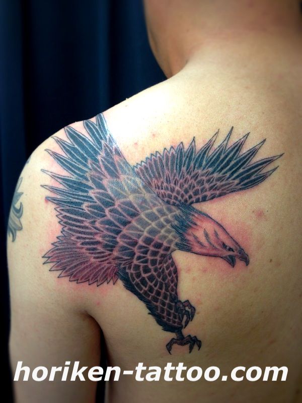 鷹,背中,ブラック＆グレータトゥー/刺青デザイン画像
