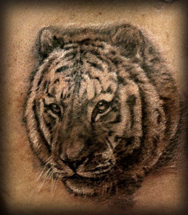 虎,ブラック＆グレータトゥー/刺青デザイン画像